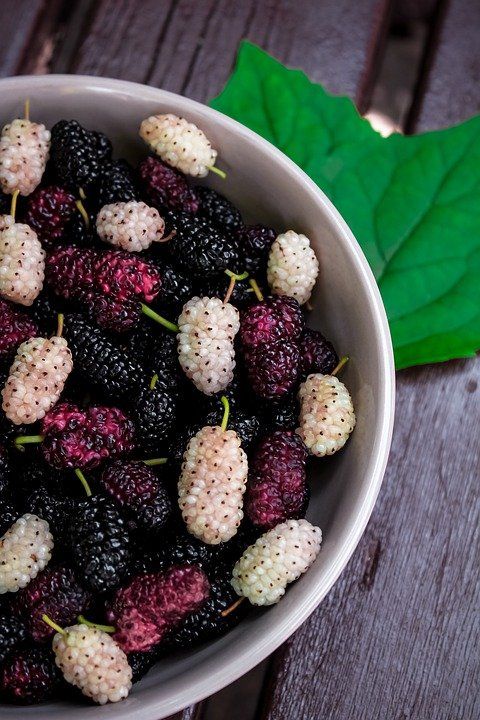Mulberry